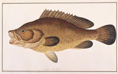 Oranje-gevlekte Grouper, uit Tekeningen van Vissen uit Malakka, c.1805-18